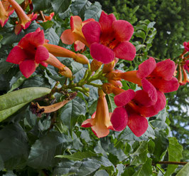 CAMPSIS TAGLIABUANA "GRENADINE" - BIGNONE