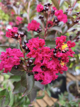 LAGERSTROEMIA INDICA  "DOUBLE FEATURE" EN DEMI-TIGE- LILAS DES INDES