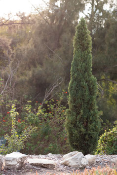 JUNIPERUS COMMUNIS COMPRESSA ¤
