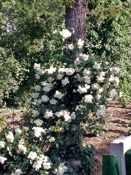 Rosier grimpant "Iceberg®" ¤