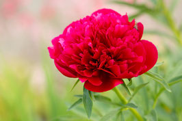 PIVOINES HERBACÉES - PAEONIA LACTIFLORA