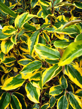 ELAEAGNUS X EBBINGEI "GILT EDGE"