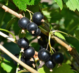 CASSIS NOIR DE BOURGOGNE