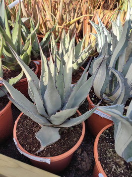 AGAVE PARRYI NEOMEXICANA