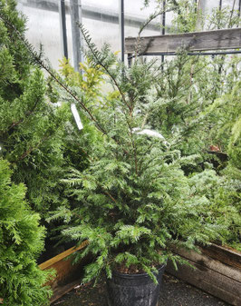 TAXUS BACCATA - IF COMMUN ~~