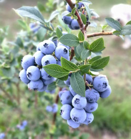 MYRTILLIER "PATRIOT®" - VACCINiUM CORYMBOSUM "PATRIOT"