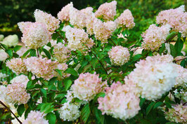 HYDRANGEA PANICULATA "SUNDAE FRAISE" - HORTENSIA PANICULÉ