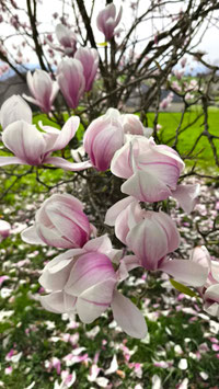 MAGNOLIA X SOULANGEANA ~~