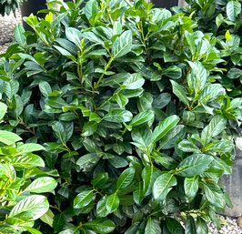PRUNUS LAUROCERASUS "NOVITA" - LAURIER CERISE