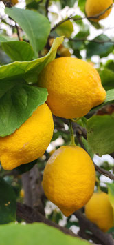 CITRONNIER 4 SAISONS - DEMI-TIGE ?