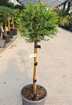 CUPRESSOCYPARIS LEYLANDII - QUART DE TIGE