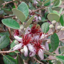 FEIJOA SELLOWIANA - GOYAVIER DU BRÉSIL