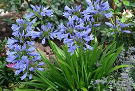 AGAPANTHE PITCHOUNE BLUE®