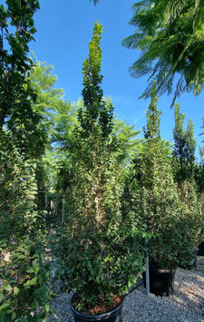 CARPINUS BETULUS FASTIGIÉ ¤