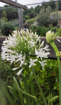 AGAPANTHE AFRICANUS BLANCHE