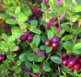 CANNEBERGE - CRANBERRY - AIRELLES ¤
