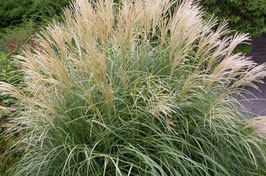 MISCANTHUS - DIFFÉRENTES VARIÉTÉS