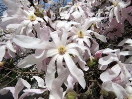 MAGNOLIA STELLATA "ROYAL STAR"