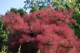 COTINUS COGGYGRIA "ROYAL PURPLE" - ARBRE À PERRUQUE -