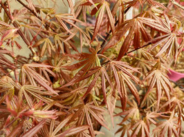 ACER PALMATUM "TROMPENBURG"