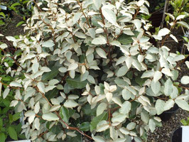 ELAEAGNUS X EBBINGEI COMPACTA -