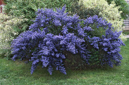CÉANOTHE ARBUSTIVE "CONCHA" - CEANOTHUS ARBOREUS "CONCHA"