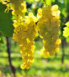 VIGNES DE TABLE - DIFFÉRENTES VARIÉTÉS