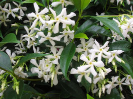 Trachelospermum jasminoïde - Jasmin étoilé ou faux jasmin -
