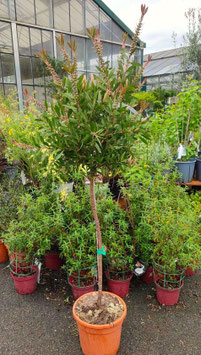 CALLISTEMON CITRINUS SPLENDENS - DEMI-TIGE