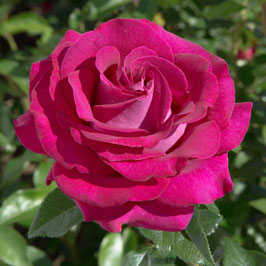 ROSIER BELLES RIVES ® MEIZOLNIL ¤