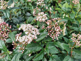 VIBURNUM TINUS "EVE PRICE" - LAURIER TIN - VIORNE ¤