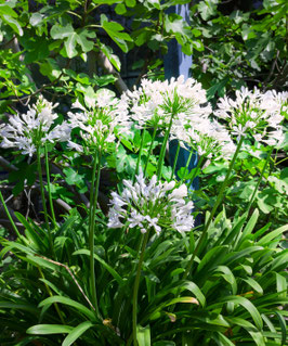AGAPANTHE PITCHOUNE WHITE®