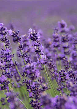 LAVANDULA ANGUSTIFOLIA OU OFFICINALE