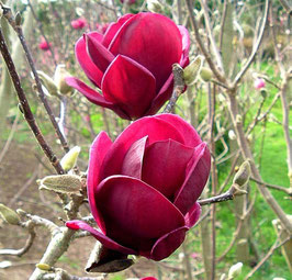 MAGNOLIA GENIE* ¤