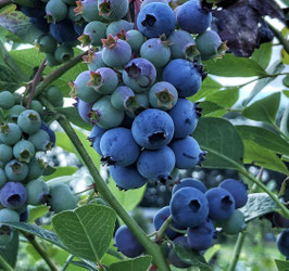 VACCINIUM CORYMBOSUM "SPARTAN" - MYRTILLIER D'AMÉRIQUE