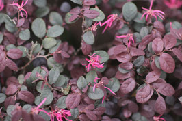 LOROPETALUM CHINENSE "FIRE DANCE"