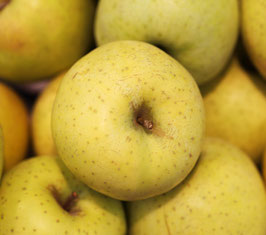 POMMIER "CHANTECLERC" EN DEMI-TIGE / RACINES NUES ¤