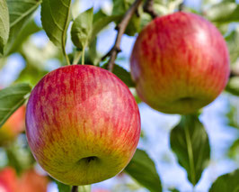 POMMIER "FUJI" EN DEMI-TIGE ¤