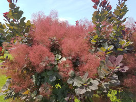 COTINUS COGGYGRIA "ROYAL PURPLE" - ARBRE À PERRUQUE ¤