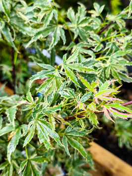 ACER PALMATUM "BUTTERFLY" - ÉRABLES DU JAPON