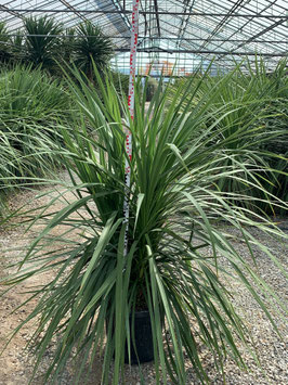 CORDYLINE AUSTRALIS