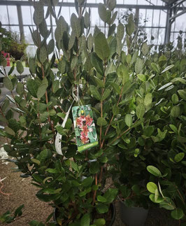 FEIJOA SELLOWIANA - GOYAVIER DU BRÉSIL