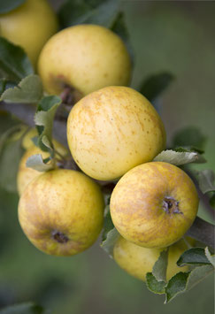 POMMIER "REINETTE DE BRIVE" EN DEMI-TIGE / RACINES NUES ¤