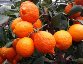 CITRON ROUGE QUART DE TIGE - LIME ROUGE - LIMONE ROSSO ¤¤