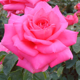 ROSIER CRITERION ¤