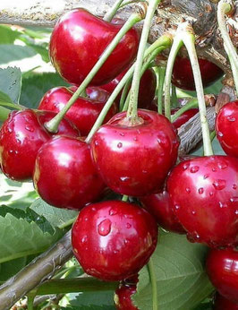 CERISIER "BELLE MAGNIFIQUE" EN DEMI-TIGE ---