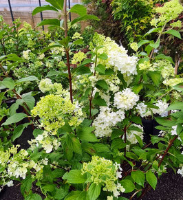 HYDRANGEA PANICULATA VARIÉS ¤