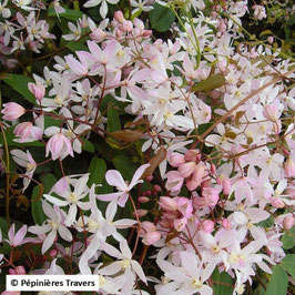 CLÉMATITE ARMANDII "APPLE BLOSSOM"