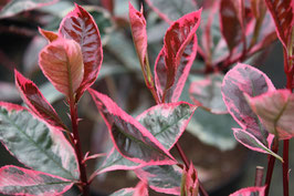 PHOTINIA FRASERI "LOUISE®" ¤