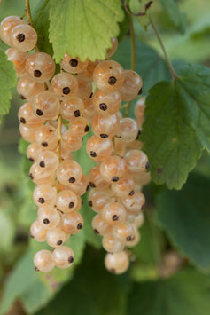 GROSEILLIER A GRAPPES "VERSAILLAISE BLANCHE" -